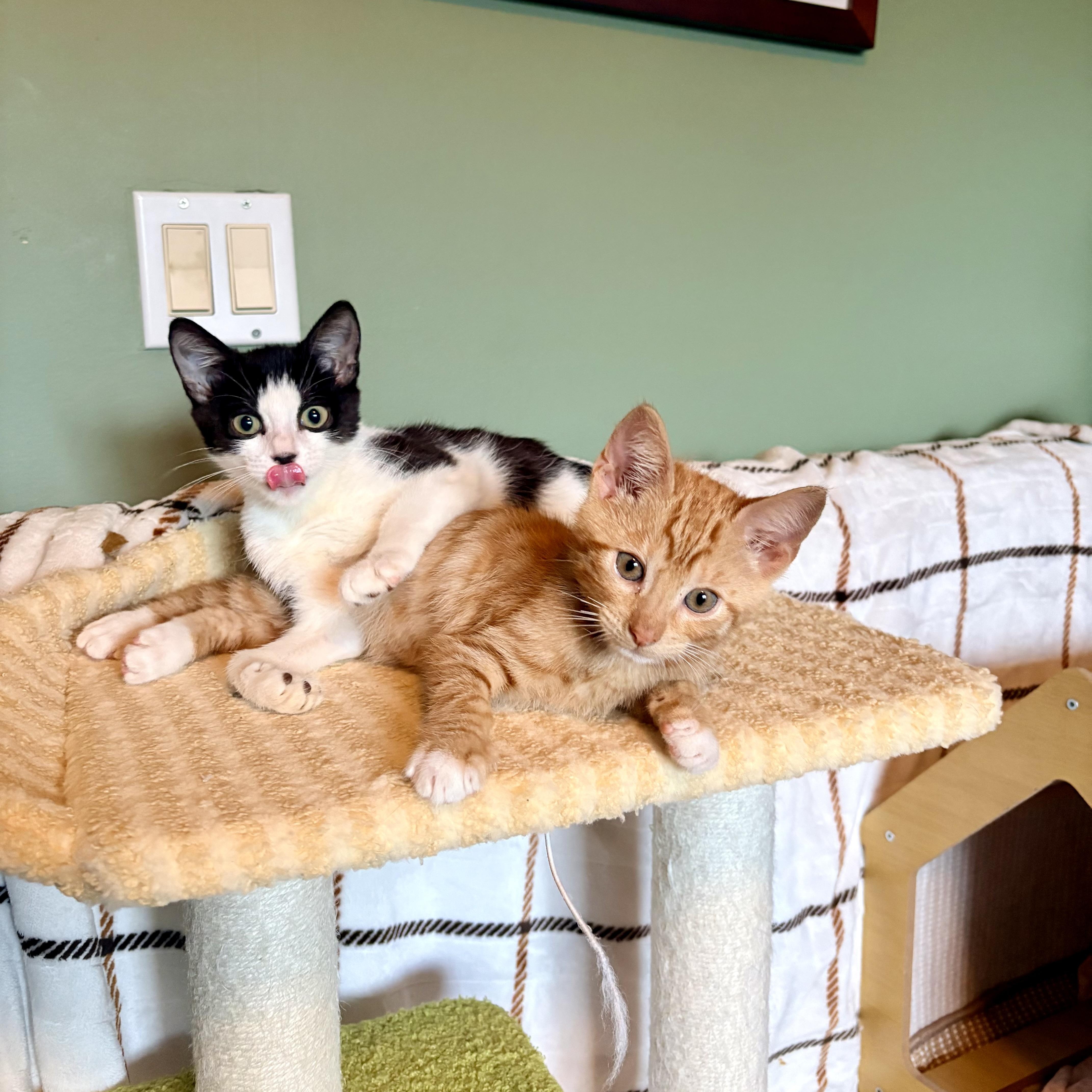 Cheddar thumbnail 6