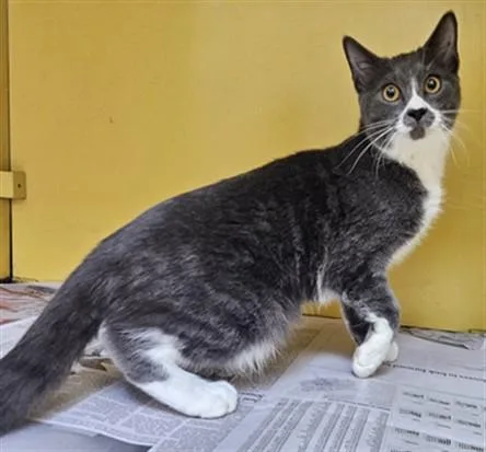 A young medium-sized male Domestic Medium Hair cat named Thomas for adoption in Los Angeles, CA