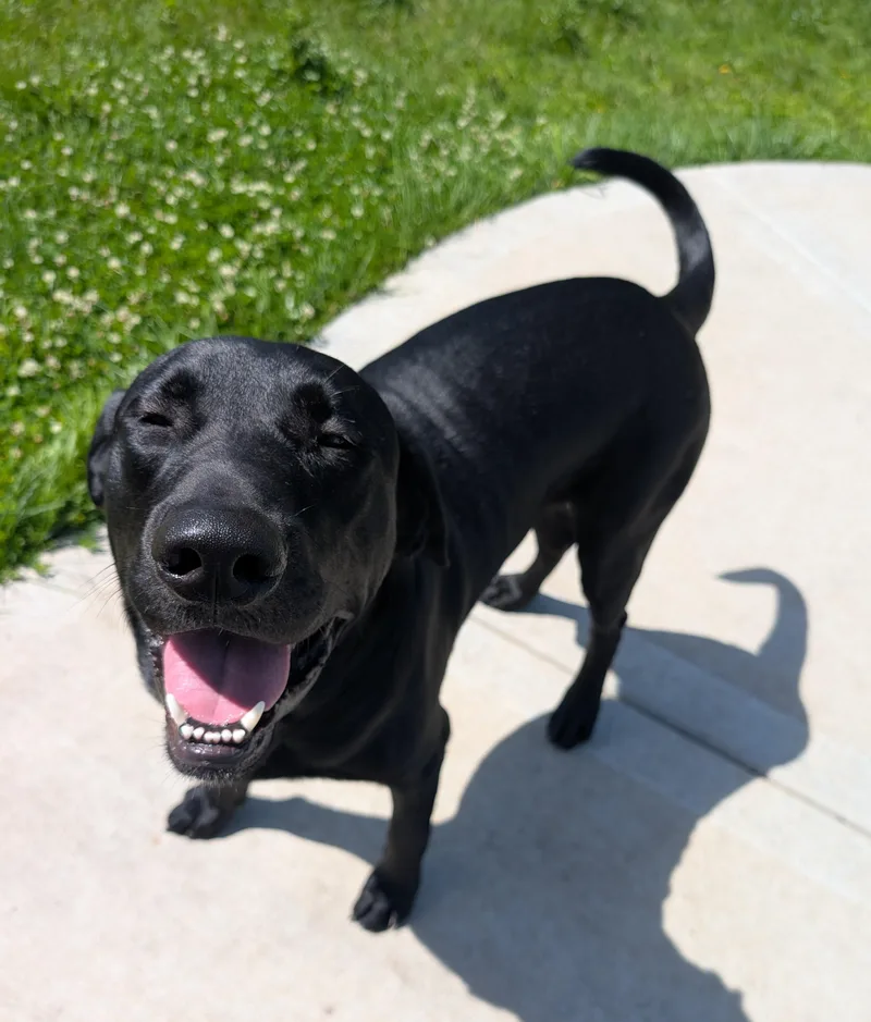 A young large-sized male Black Labrador Retriever dog named Luke for adoption in Indianapolis, IN