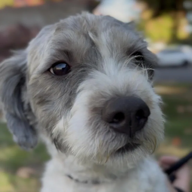 An adult small-sized male Lhasa Apso dog named Neil for adoption in Newberg, OR