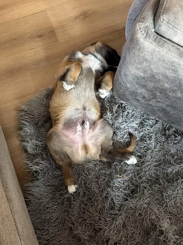 A young extra large-sized male Red / Chestnut / Orange Anatolian Shepherd dog named Magnus for adoption in renton, WA