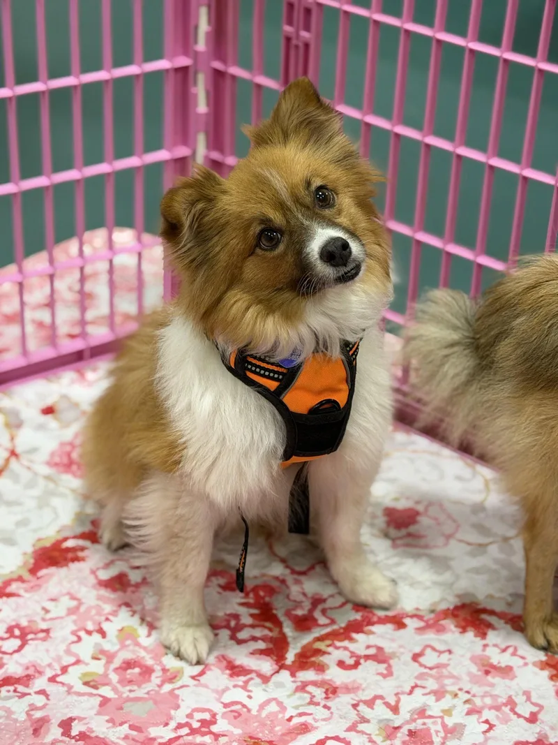 An adult small-sized female Pomeranian dog named Lolly for adoption in Garland, TX