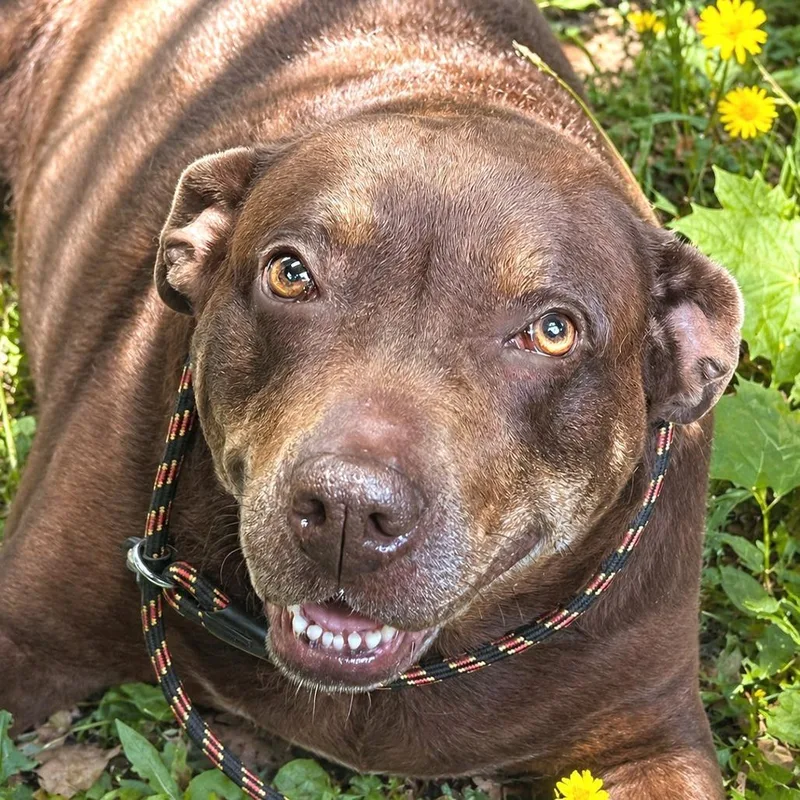 Gypsy thumbnail 2