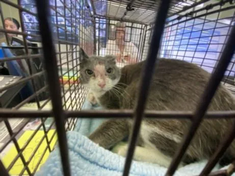 An adult medium-sized female Domestic Short Hair cat named Koko for adoption in Los Angeles, CA