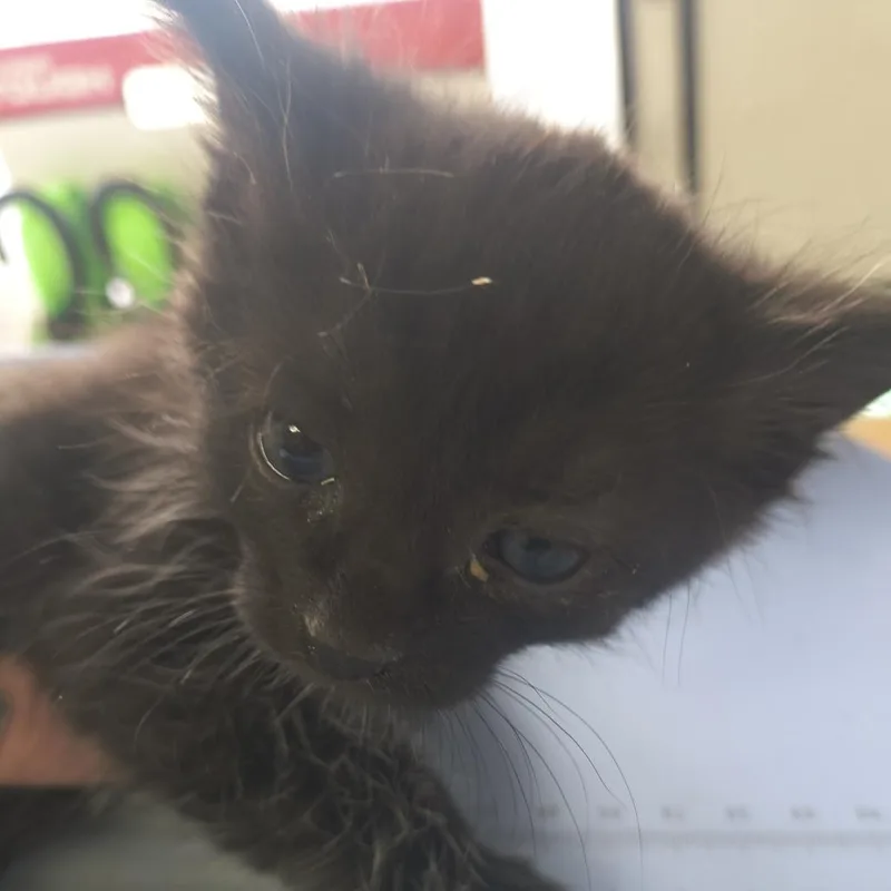 A baby small-sized male Black Domestic Short Hair cat named Roscoe for adoption in Othello, WA