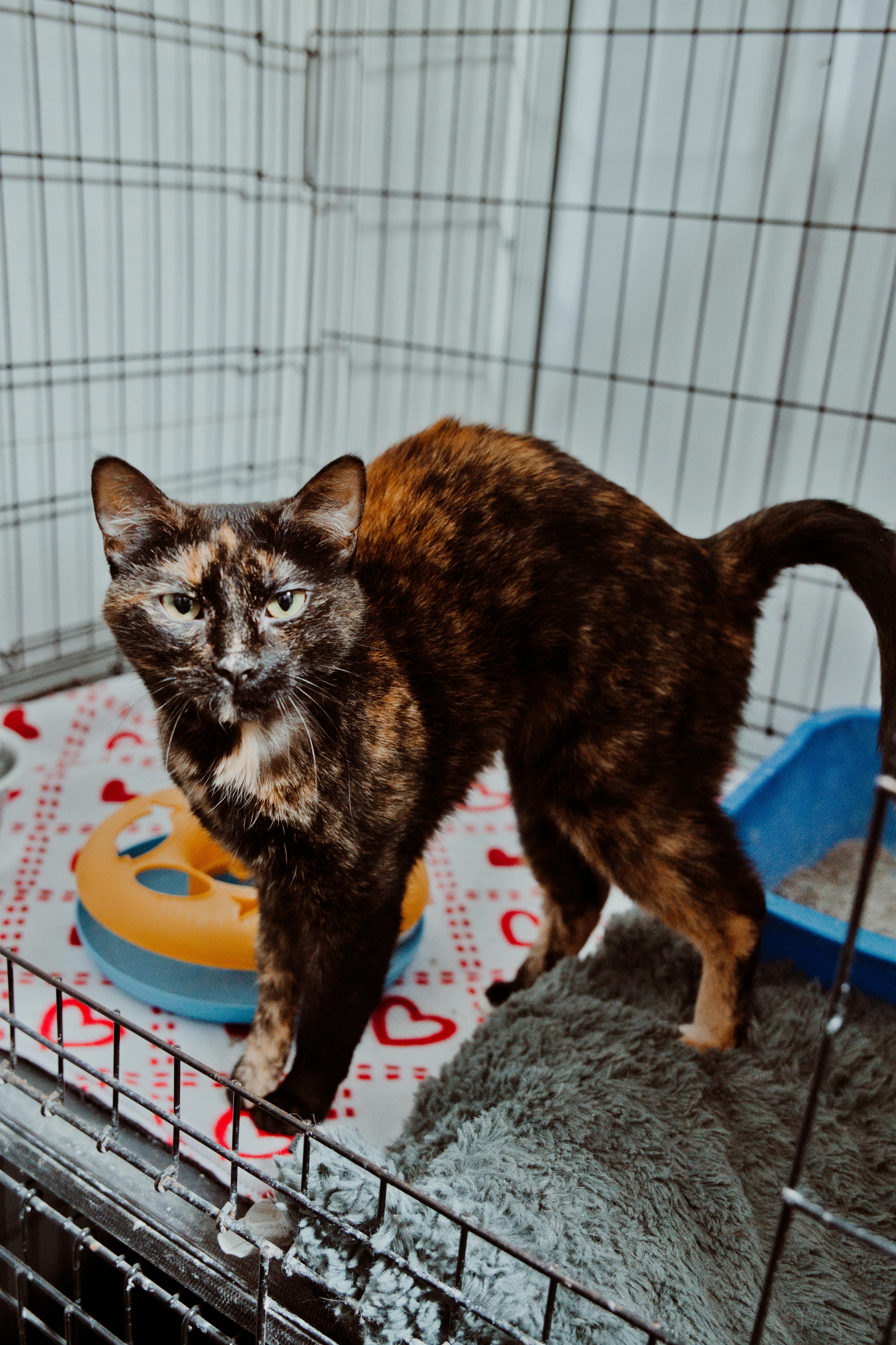 A young medium-sized female Torbie cat named Fizzle for adoption in Le Mars, IA