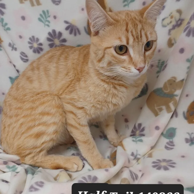 A young small-sized male Domestic Short Hair cat named Half Tail for adoption in New Tazewell, TN