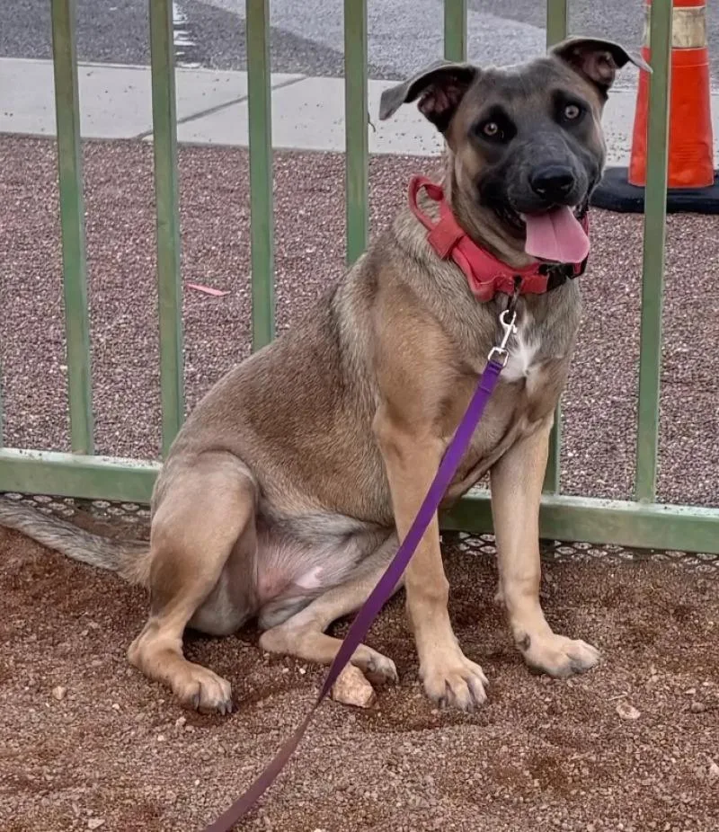 An adult medium-sized female Brown / Chocolate Mixed Breed dog named Brownie for adoption in Hobbs, NM