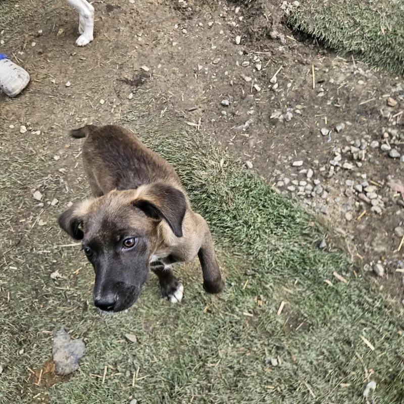A baby medium-sized female Brown / Chocolate Dutch Shepherd dog named Nox for adoption in Andover, MA
