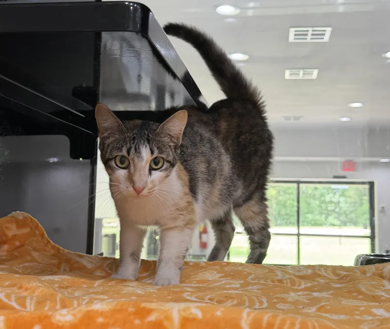 An adult medium-sized female Calico Domestic Short Hair cat named Mama Bear for adoption in Sherman, TX