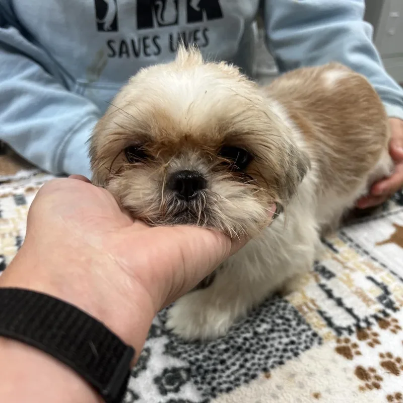 An adult small-sized female Shih Tzu dog named Zoia for adoption in Norfolk, NE