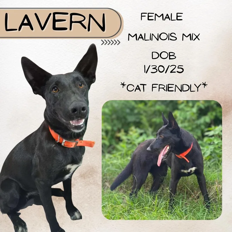 A young medium-sized female Black Belgian Shepherd / Malinois dog named Lavern for adoption in Caldwell, TX