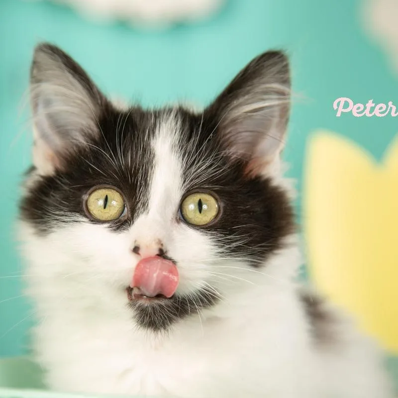 A baby small-sized male Black Domestic Medium Hair cat named Peter Cottontail for adoption in Springfield, MO
