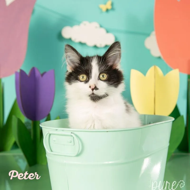 Peter Cottontail thumbnail 3