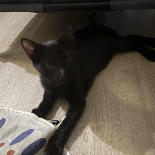 A baby small-sized male Black Domestic Short Hair cat named Freddie for adoption in Tampa, FL