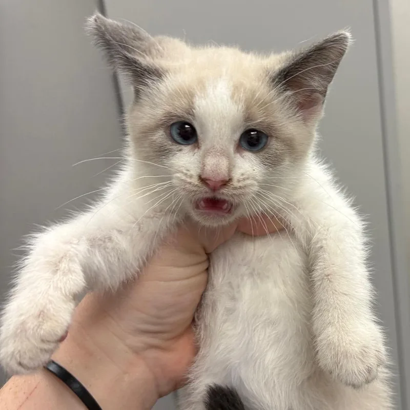 A baby small-sized male Cream / Ivory Domestic Short Hair cat named Thumper for adoption in Columbiana, AL