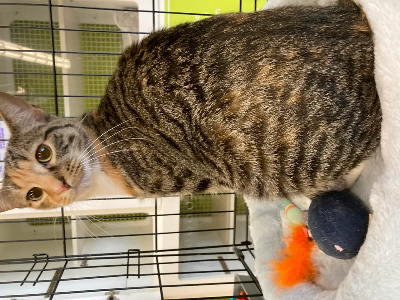 A young medium-sized female Torbie Domestic Short Hair cat named Rose for adoption in Richmond, VA