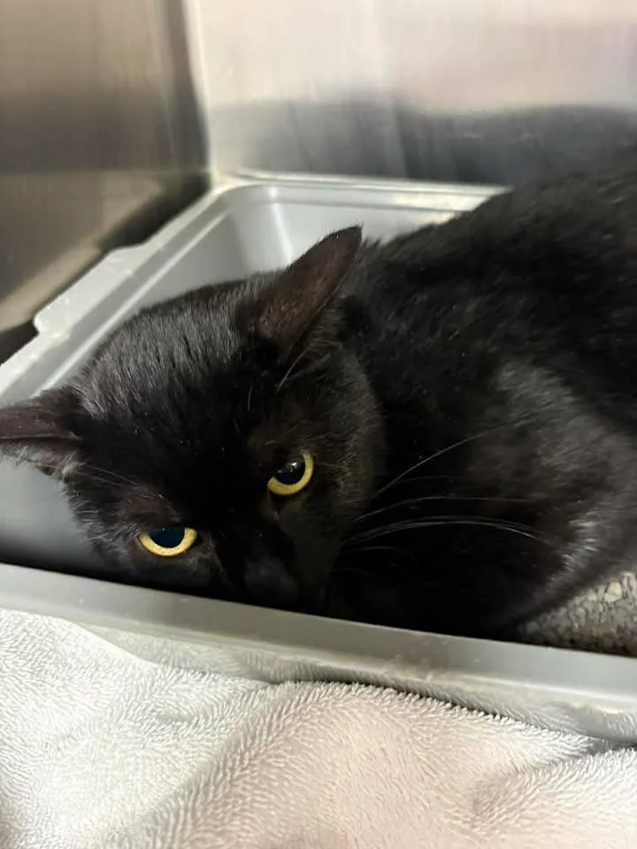 A young medium-sized female Domestic Short Hair cat named Gyspy for adoption in Lavonia, GA