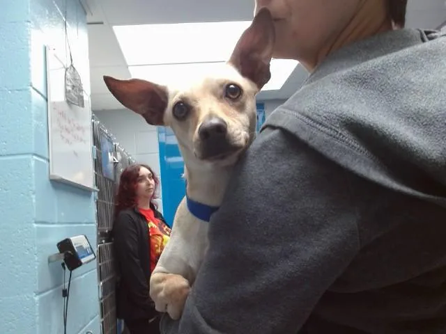 A young small-sized female Chihuahua dog named Cherry for adoption in Albuquerque, NM