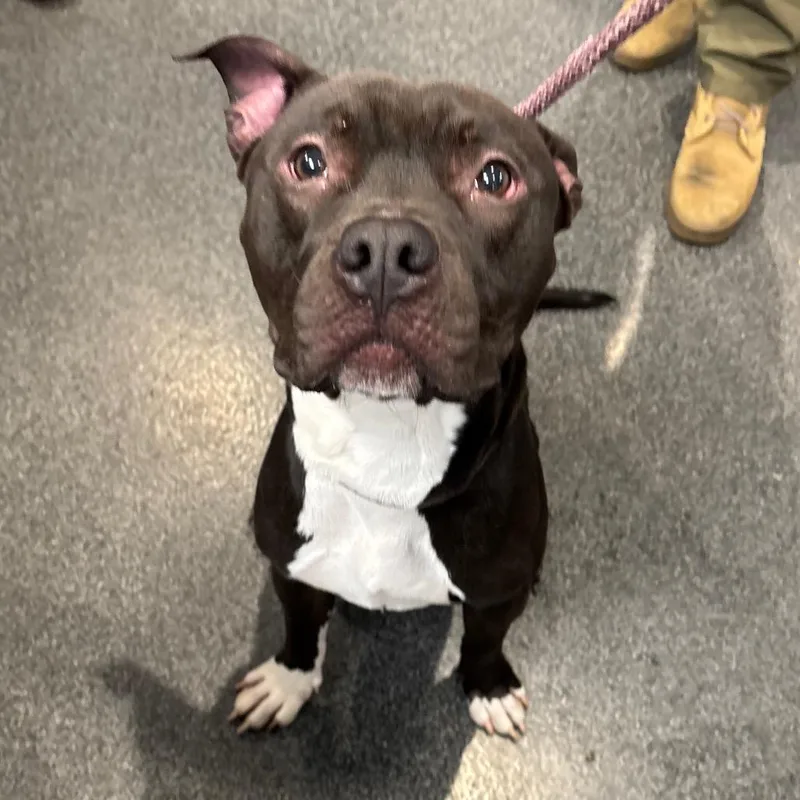 An adult medium-sized male Black Mixed Breed dog named Scar for adoption in Allentown, PA