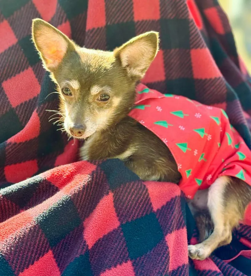 A senior small-sized male Chihuahua dog named Rusty for adoption in Macon, GA