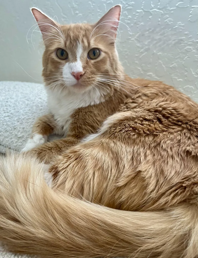 An adult medium-sized male Tabby (Orange / Red) Tabby cat named Percy for adoption in Prescott, AZ