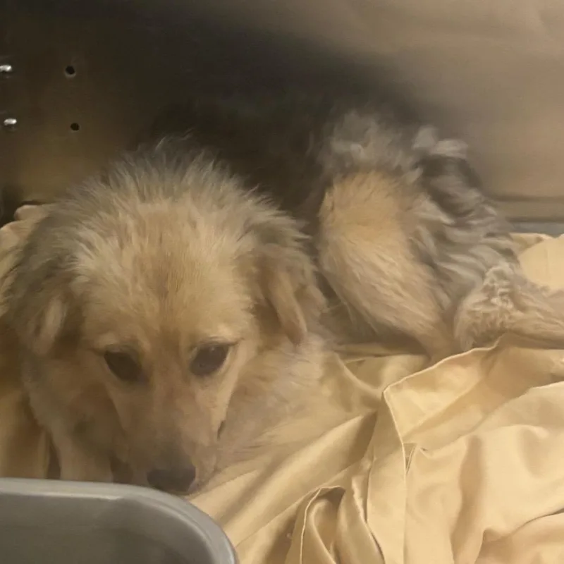 A young small-sized male White / Cream Mixed Breed dog named Charles for adoption in Memphis, TN