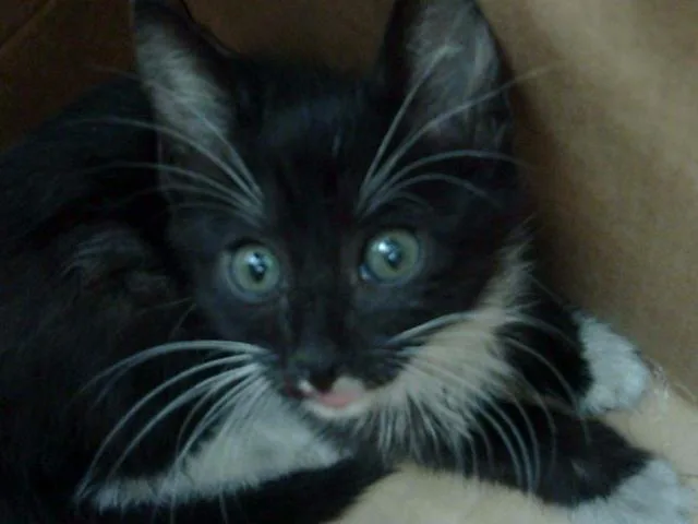 Bellatrix