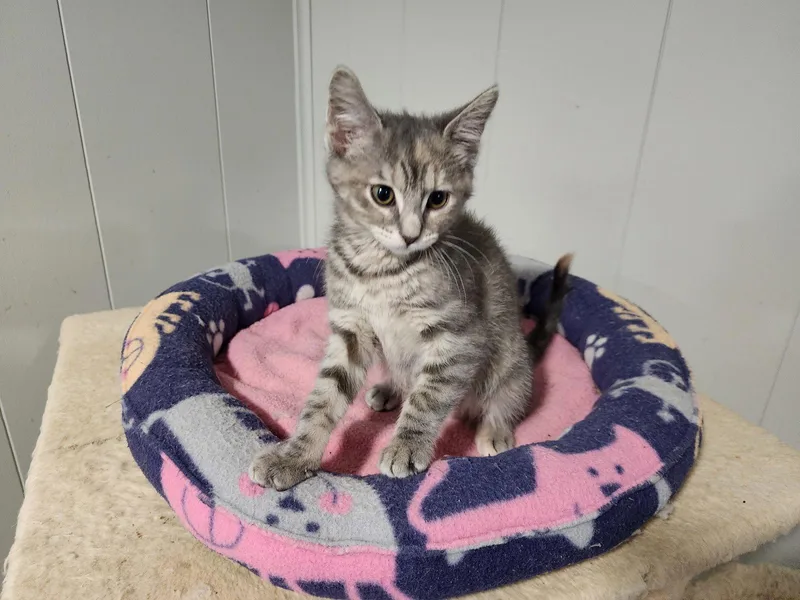 A baby medium-sized female Domestic Short Hair cat named Olivia for adoption in Wheaton, IL