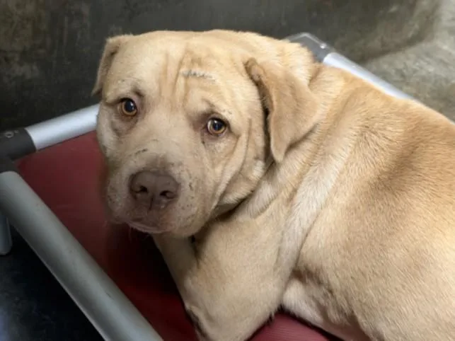 An adult large-sized male Mastiff dog named Hamilton for adoption in Los Angeles, CA
