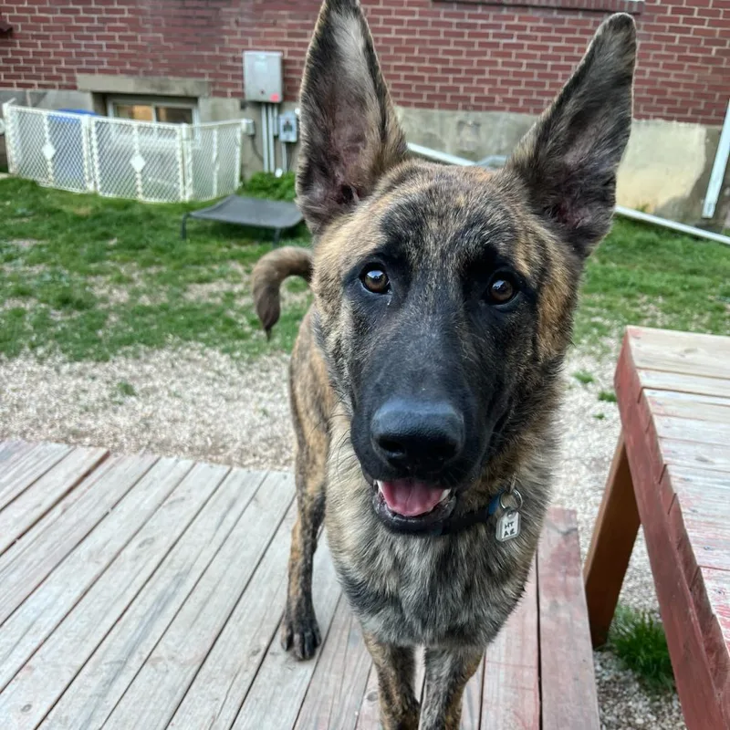 A young medium-sized male Brindle Shepherd dog named Gator for adoption in Fairfax Station, VA