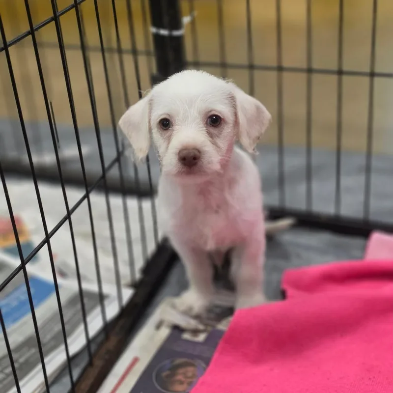 A baby small-sized male Chihuahua dog named Spuff FJ for adoption in Austin, TX