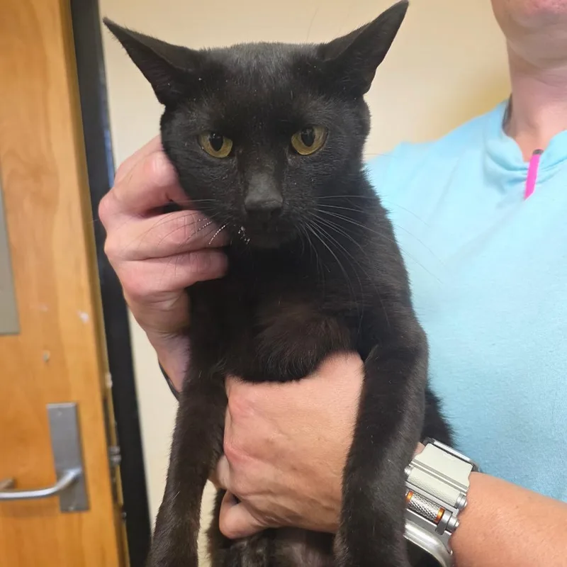 An adult medium-sized female Black Domestic Short Hair cat named Violet for adoption in Corinth, MS