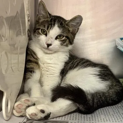 A young small-sized male White Domestic Short Hair cat named Timmy Tim for adoption in North Myrtle Beach, SC