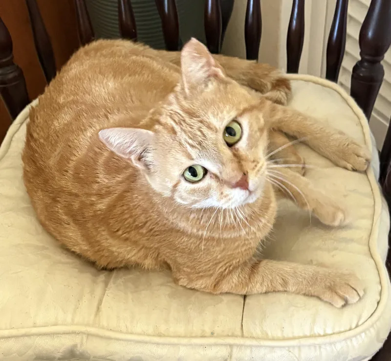 A young medium-sized female Tabby (Orange / Red) Domestic Short Hair cat named Buttercup for adoption in Tampa, FL