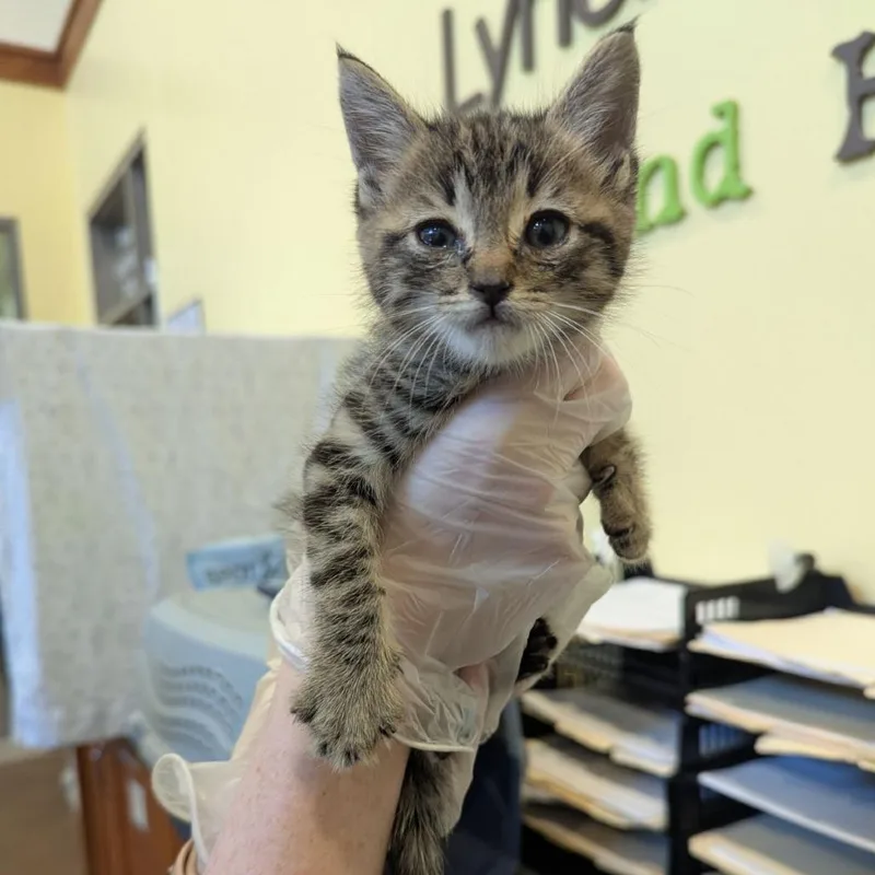 A baby small-sized male Brown / Chocolate Domestic Short Hair cat named Basil for adoption in Lynchburg, VA