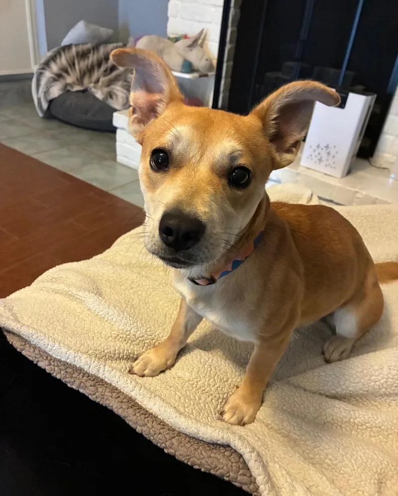 An adult small-sized female Golden Chihuahua dog named Nala for adoption in Houston, TX