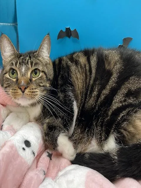 A senior large-sized female Domestic Short Hair cat named Sweetie for adoption in Tavares, FL