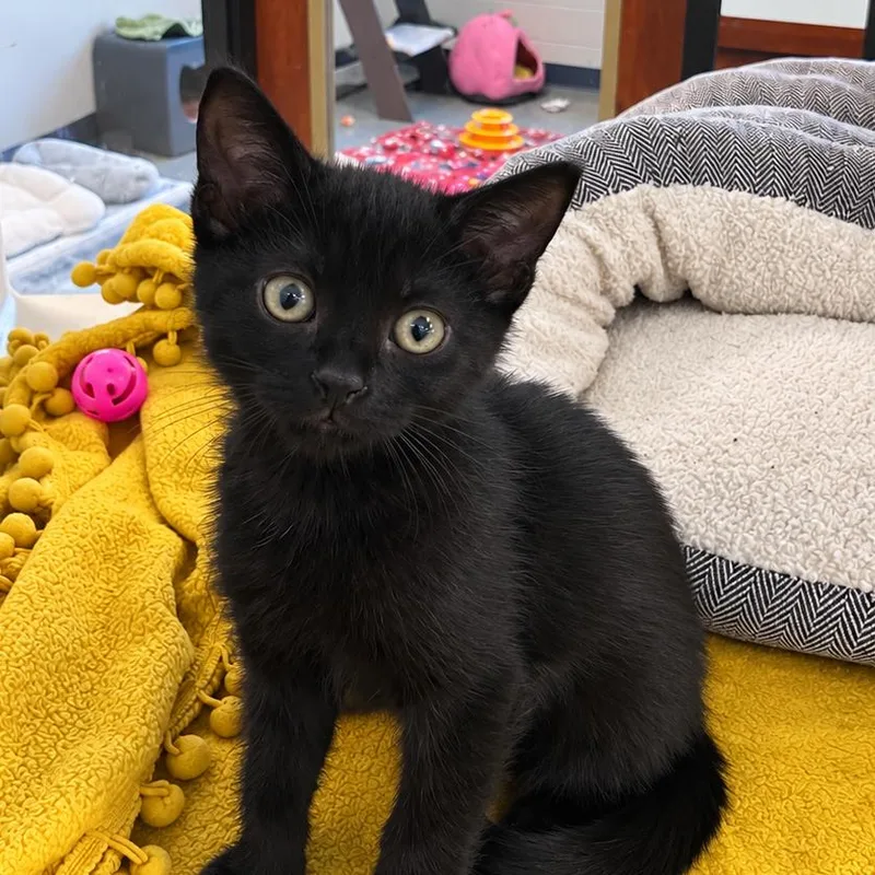 A baby small-sized female Black Domestic Short Hair cat named Kendall for adoption in West Palm Beach, FL