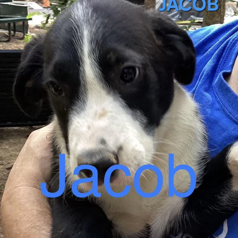 A baby large-sized male Black Mixed Breed dog named NY Jacob Avail Aug for adoption in Eastford, CT