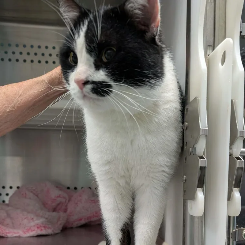 An adult large-sized male White Domestic Short Hair cat named Rocky for adoption in Lynchburg, VA