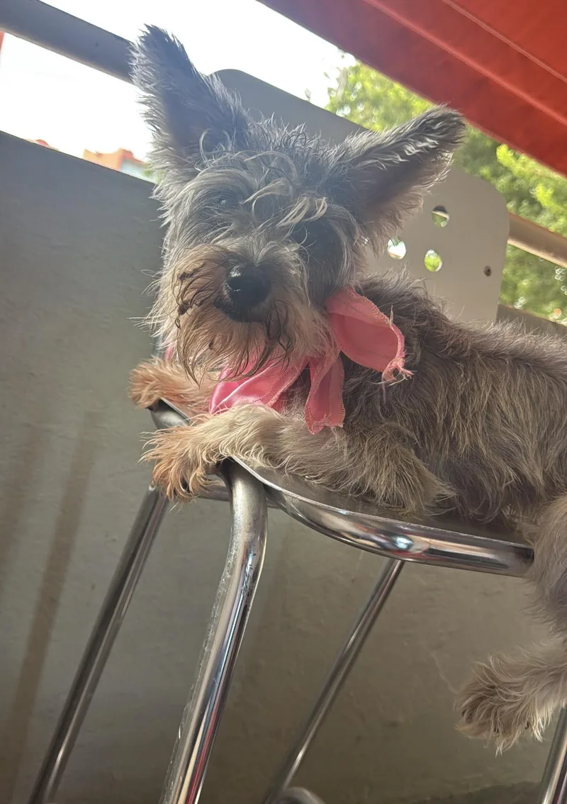 A young small-sized female White / Cream Miniature Schnauzer dog named Kira for adoption in New York, NY