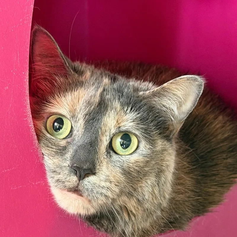 An adult large-sized female Calico Domestic Short Hair cat named Ghosty for adoption in Waukesha, WI