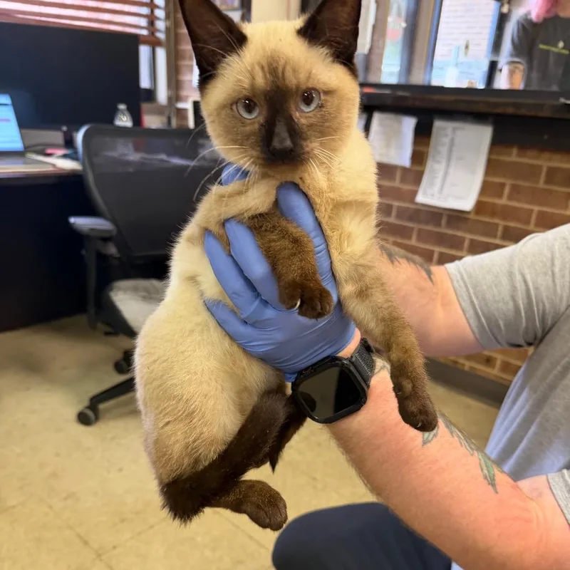 A baby small-sized female Brown / Chocolate Siamese cat named Mali for adoption in Birmingham, AL