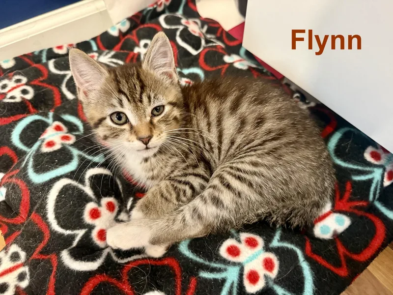 A baby small-sized male Tabby (Gray / Blue / Silver) American Shorthair cat named Flynn for adoption in Rochester, NY