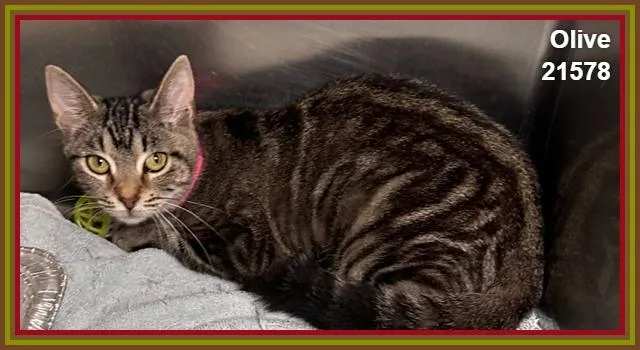 A baby medium-sized female Tabby (Brown / Chocolate) Domestic Short Hair cat named Olive for adoption in Marietta, GA