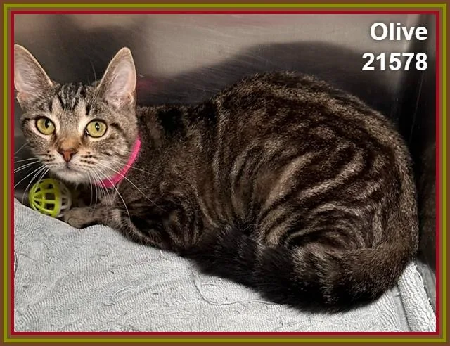 Olive thumbnail 2