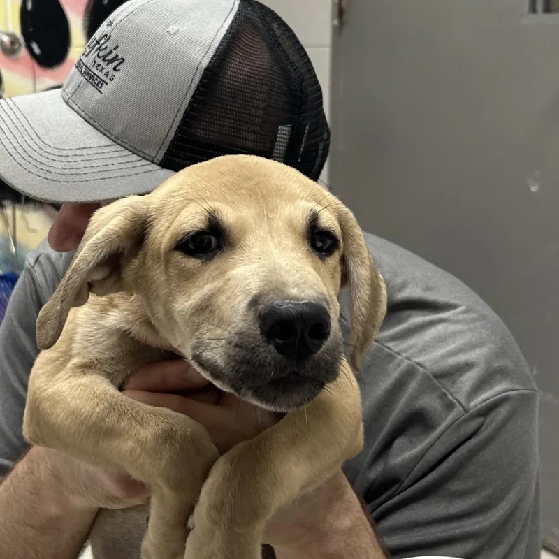 A baby small-sized male Mixed Breed dog named Dover for adoption in Lufkin, TX