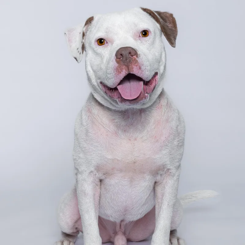 A young medium-sized male White / Cream Mixed Breed dog named Pickle Pop for adoption in BONIFAY, FL