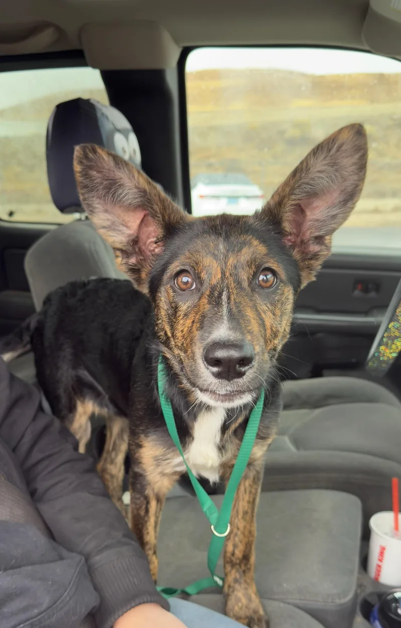 A young small-sized female Belgian Shepherd / Malinois dog named 61897889 for adoption in Elko, NV